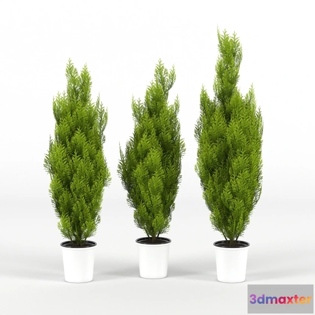 1607190 - decoration - Cupressus wilma 3D Max