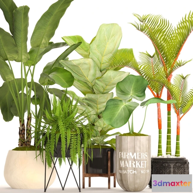 1607212 - decoration - Collection of plants 3D Max