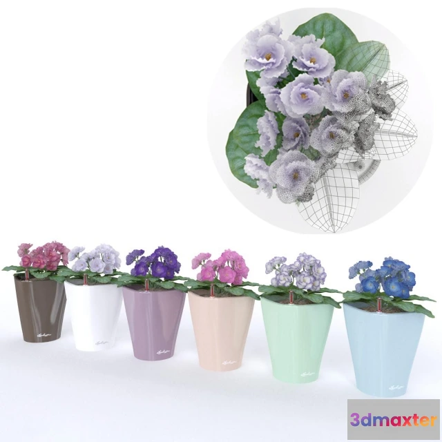 1607226 - decoration - colored violets 3D Max