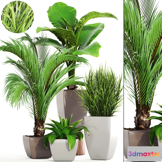 1607232 - decoration - Collection of plants 3D Max