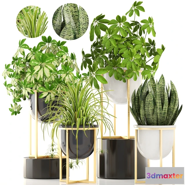 1607234 - decoration - Collection of plants 3D Max