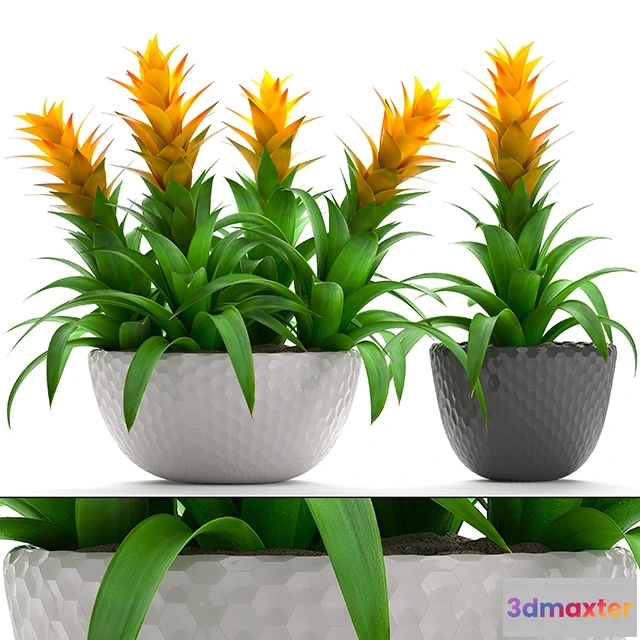 1607238 - decoration - Bromelia 3D Max