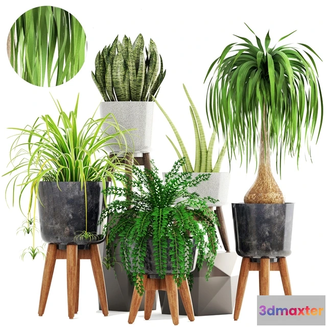 1607240 - decoration - Collection of plants 3D Max