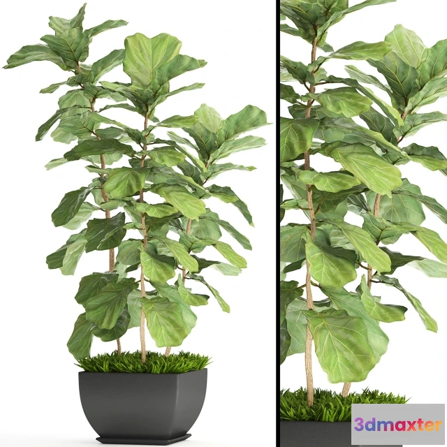 1607244 - decoration - Collection of plants 3D Max