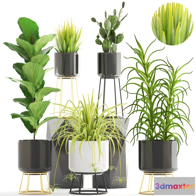 1607246 - decoration - Collection of plants 3D Max