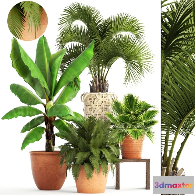 1607248 - decoration - Collection of plants 3D Max