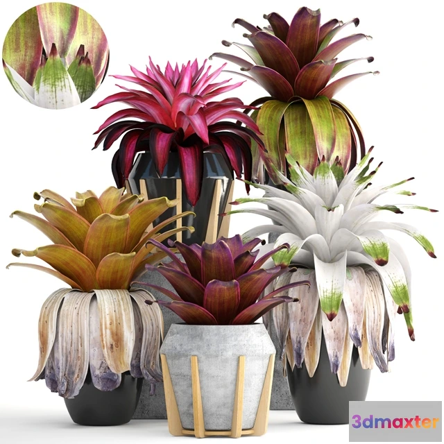 1607250 - decoration - Collection of plants 3D Max