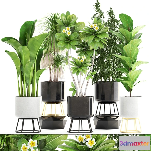 1607252 - decoration - Collection of plants 3D Max