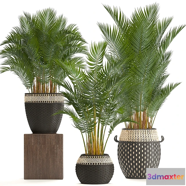 1607256 - decoration - Howea forsteriana 3D Max