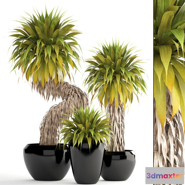 1607258 - decoration - Collection of plants 3D Max