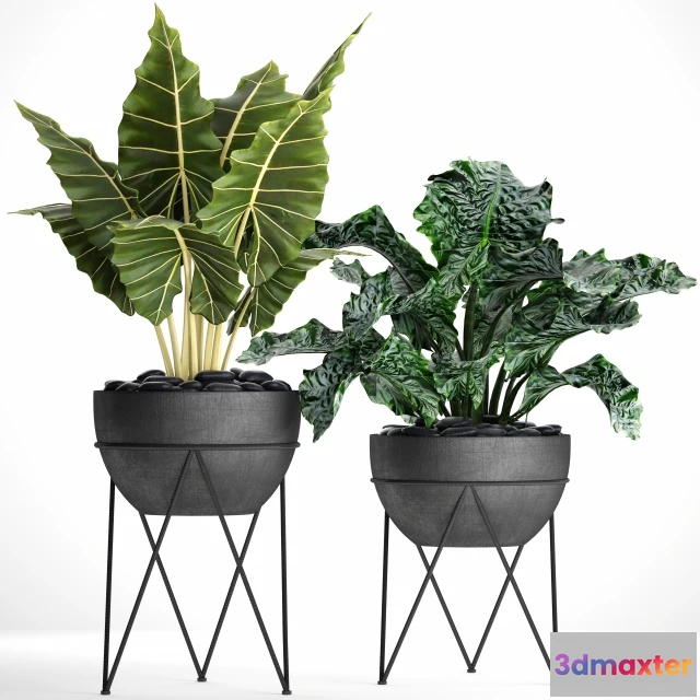 1607274 - decoration - Collection of plants 3D Max