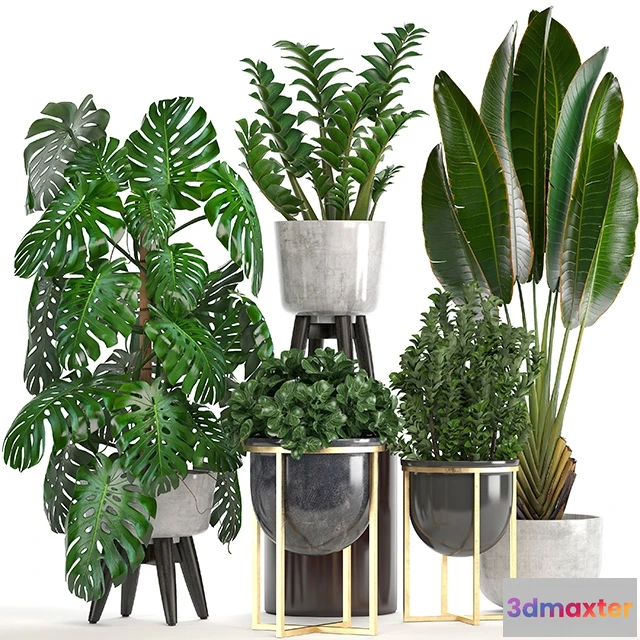 1607276 - decoration - Collection of plants 3D Max