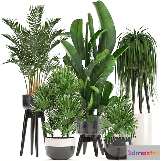 1607280 - decoration - Collection of plants 3D Max