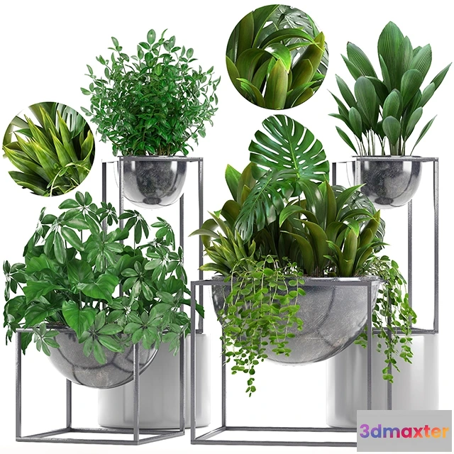 1607292 - decoration - Collection of plants 3D Max