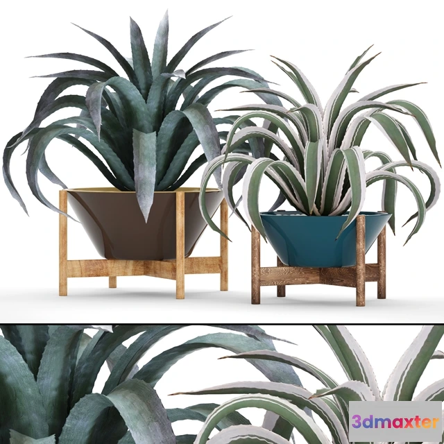 1607308 - decoration - Collection of plants 3D Max