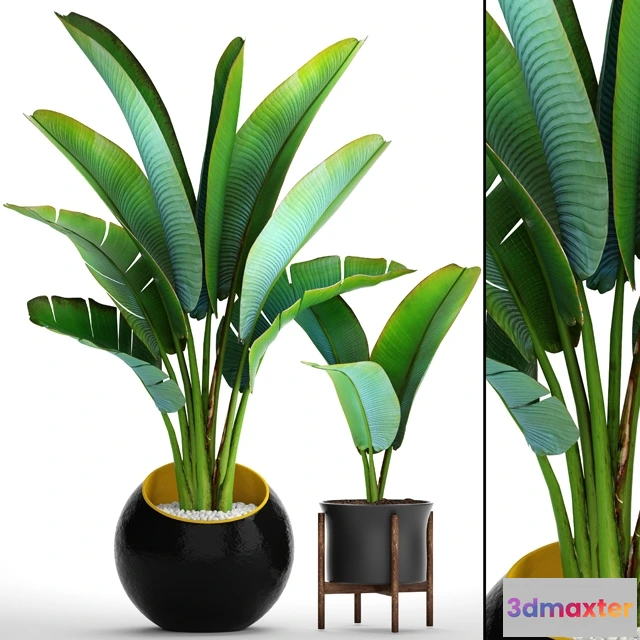 1607314 - decoration - Collection of plants 3D Max