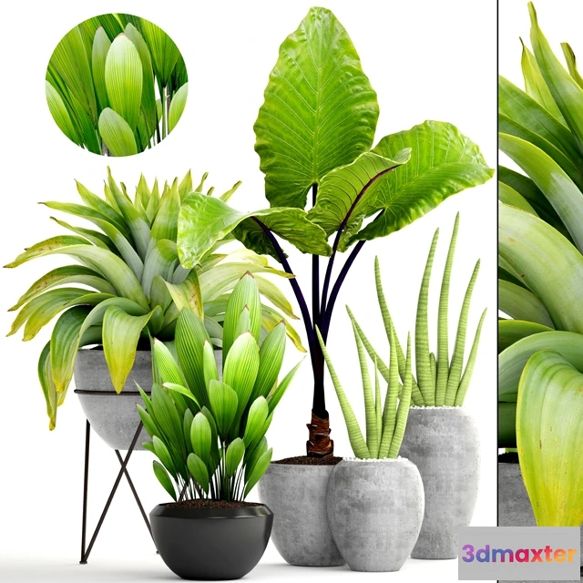 1607316 - decoration - Collection of plants 3D Max