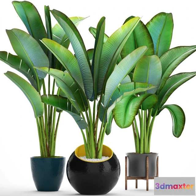 1607332 - decoration - Collection of plants 3D Max