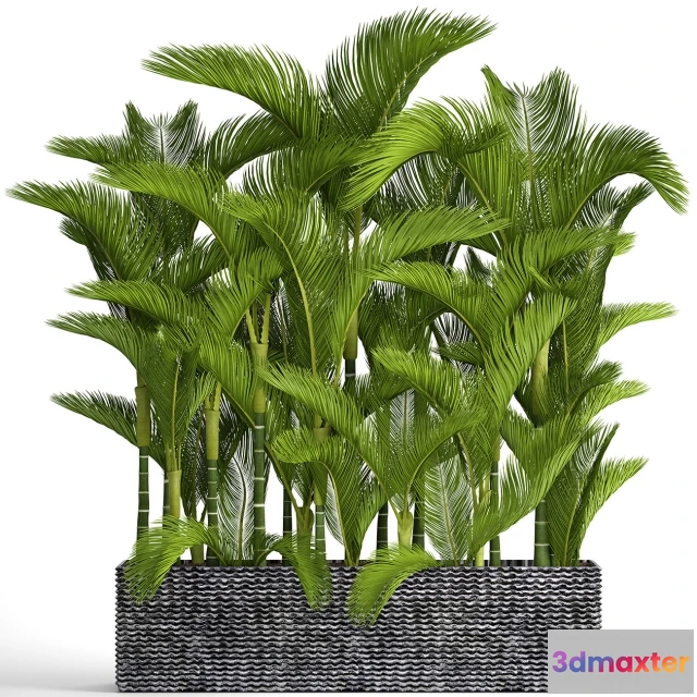 1607336 - decoration - Collection of plants 3D Max