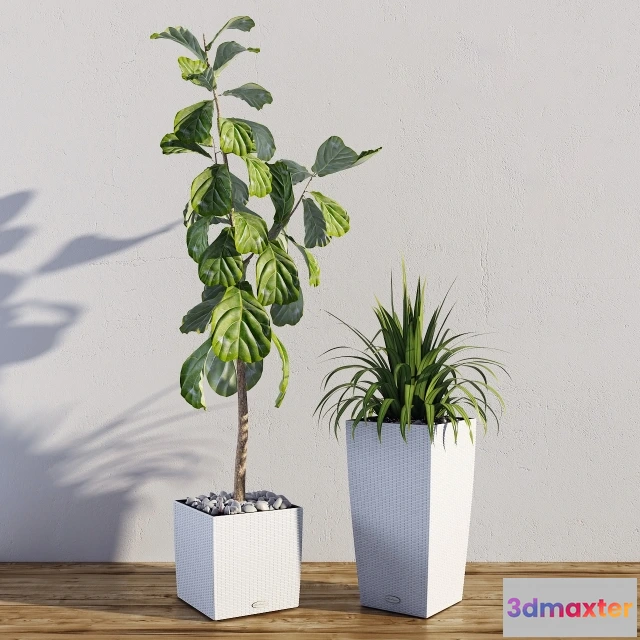 1607350 - decoration - Ficus lyrata. Palma Yucca 3D Max