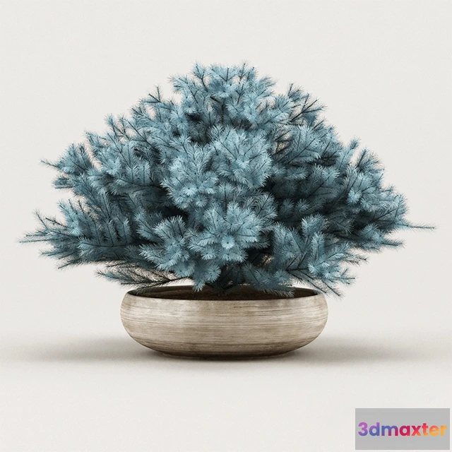 1607356 - decoration - Cheap Juniper 3D Max