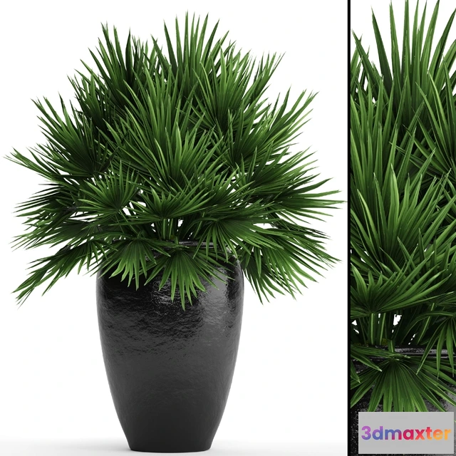 1607360 - decoration - Chamaerops palm 3D Max