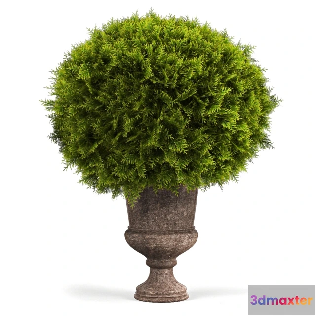 1607366 - decoration - Classic plants 3D Max