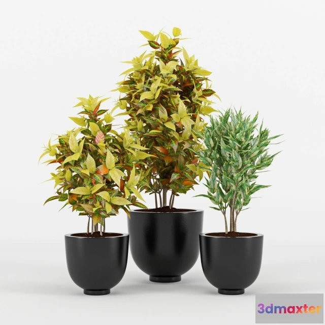 1607368 - decoration - Codiaeum variegatum 3D Max