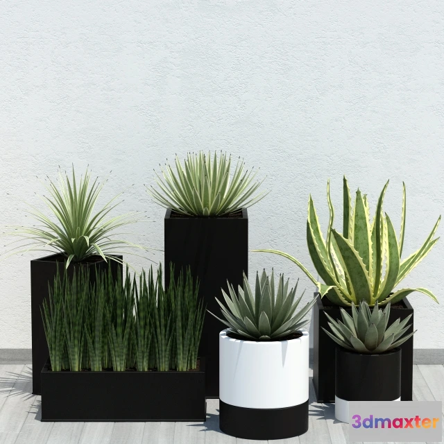 1607436 - decoration - Aloe Pack 3D Max