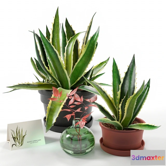 1607438 - decoration - Agave set 3D Max