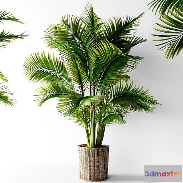 1607450 - decoration - Palm areca 3D Max