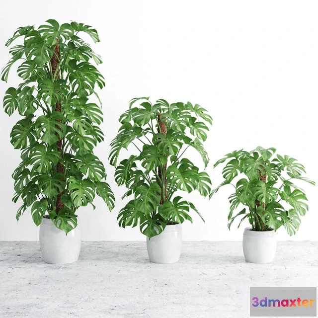 1607452 - decoration - Monstera 4 3D Max