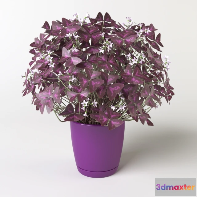1607456 - decoration - Oxalis 3 in 1 3D Max