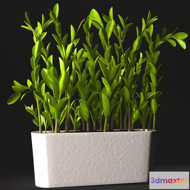 1607458 - decoration - plant 3D Max