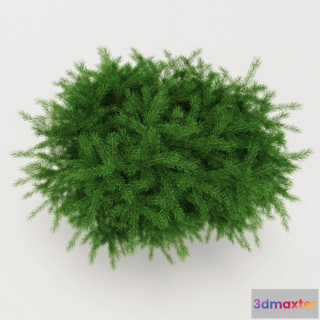 1607466 - decoration - Whitewood Nidiformis 3D Max