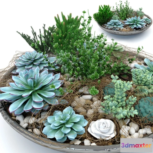 1607472 - decoration - Succulentus 3D Max