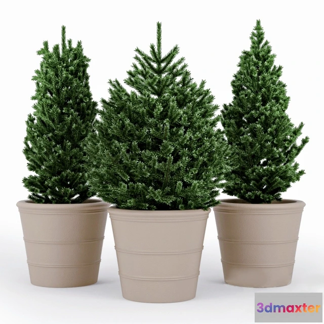 1607482 - decoration - plant 3D Max