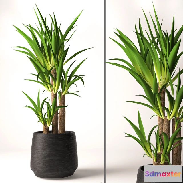 1607484 - decoration - plant 3D Max