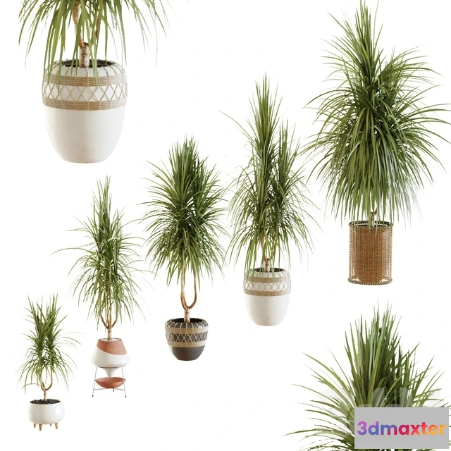 1607494 - decoration - Dracena_02 3D Max