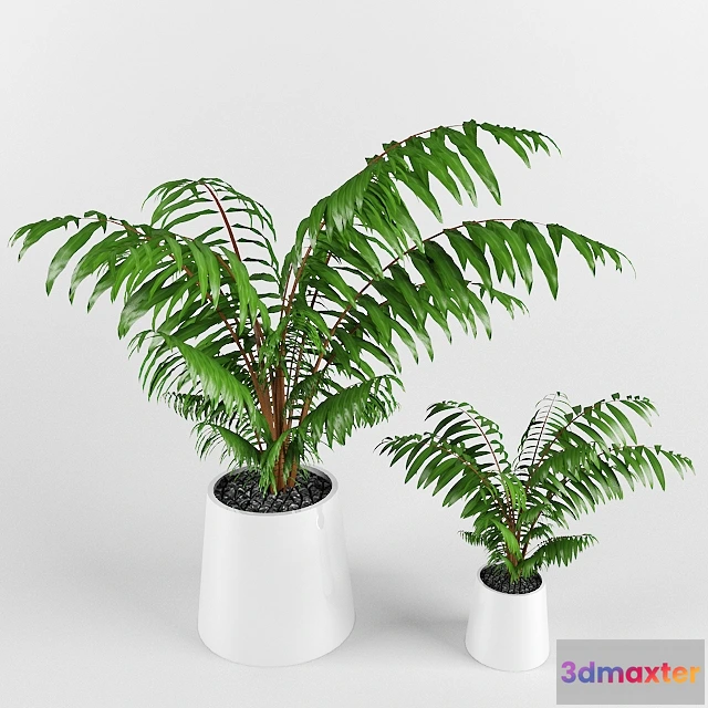 1607496 - decoration - Chamaedorea elegans 3D Max