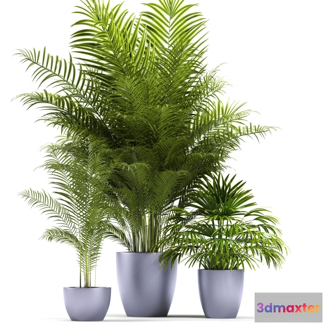 1607504 - decoration - PLANTS 72 3D Max