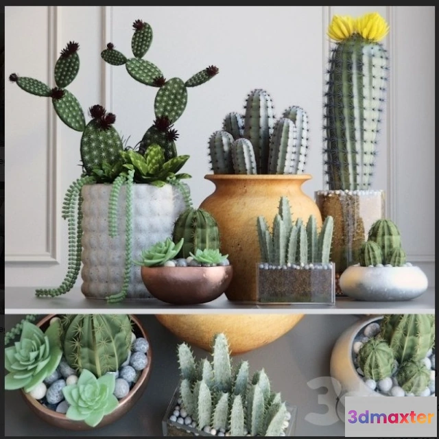 1607508 - decoration - Kaktus 3D Max