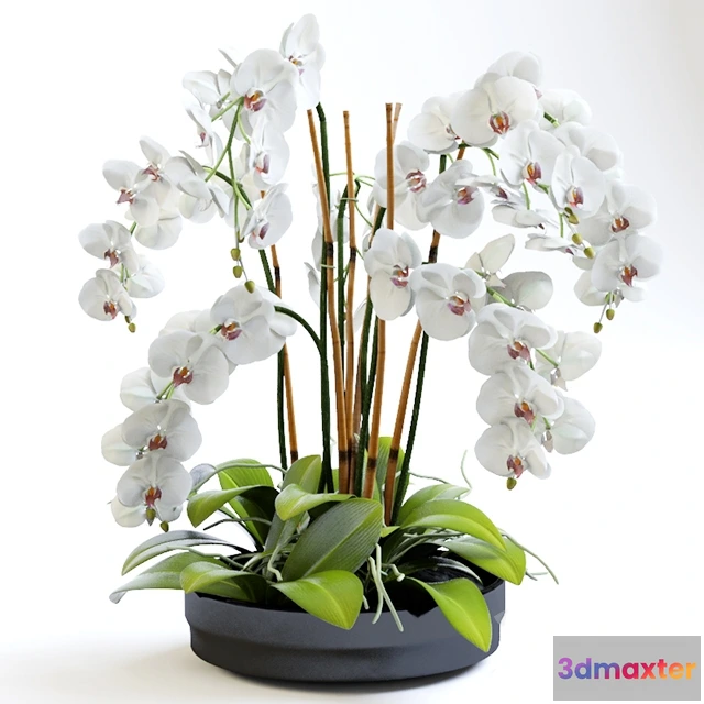 1607510 - decoration - orchid 3D Max