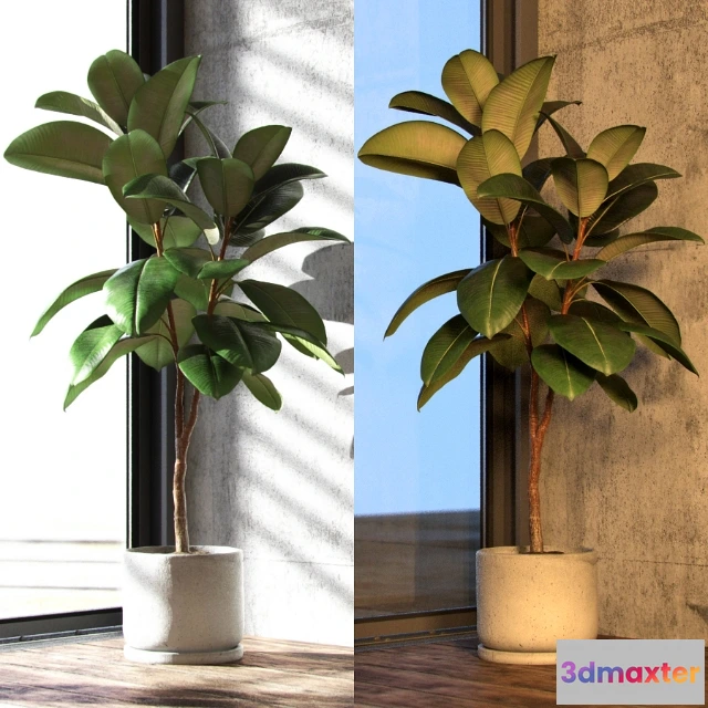 1607512 - decoration - Ficus elastica 3D Max