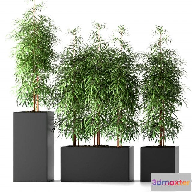 1607514 - decoration - BAMBOO_PLANTS 20 3D Max