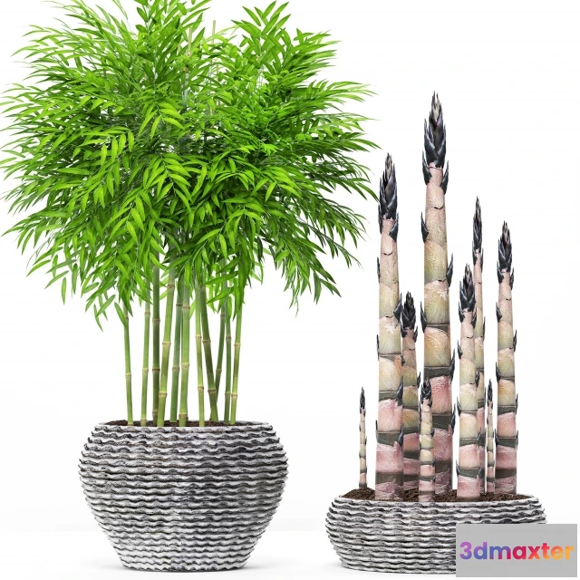 1607520 - decoration - Bamboo 19 3D Max