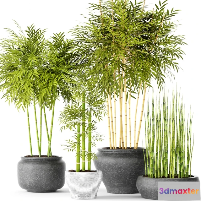 1607522 - decoration - Bamboo and Equisetum 3D Max