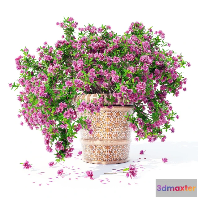 1607528 - decoration - Azalea_04 plant 3D Max