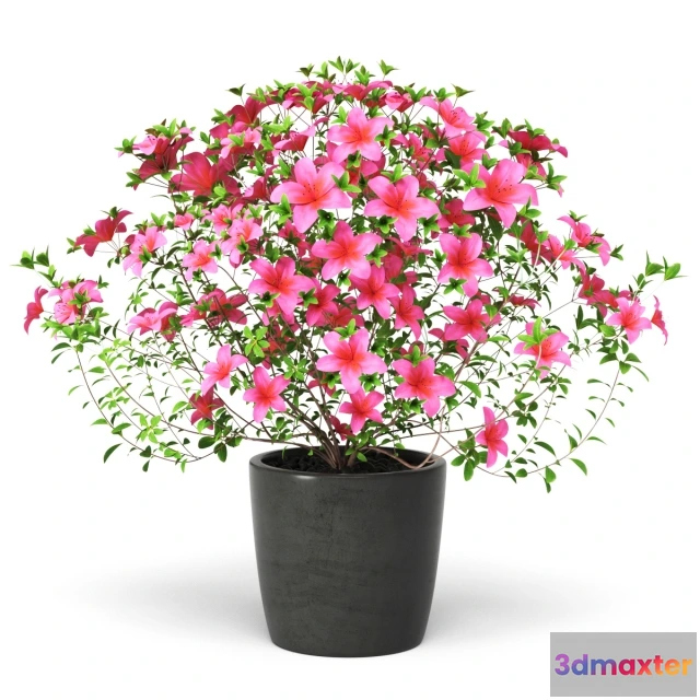 1607532 - decoration - Azalea Plant 3D Max