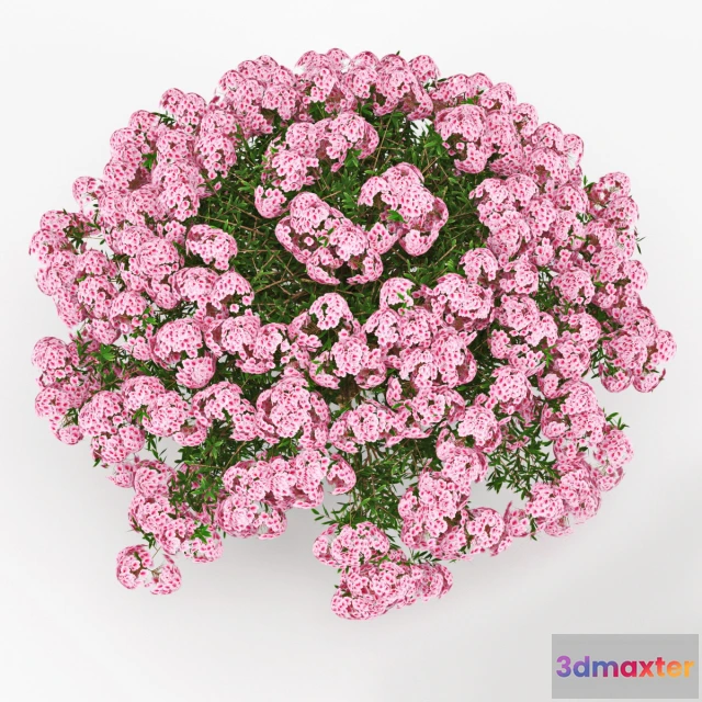 1607534 - decoration - Azalea 3D Max